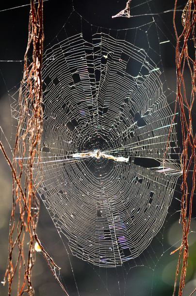 Ιστός αράχνης - Φωτογραφία, εικόνα