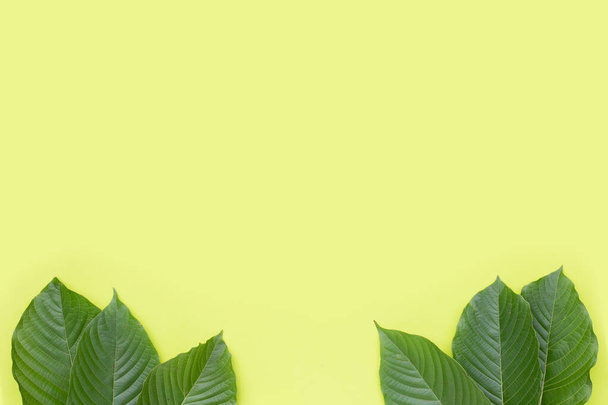 Mitragyna speciosa, čerstvé kratom listy na zeleném pozadí - Fotografie, Obrázek