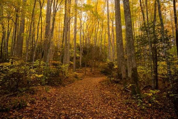 Желтые листья выделяют густой лес в Национальном парке Грейт-Смоки-Маунтинс осенью - Фото, изображение
