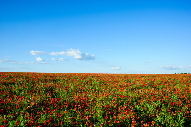 Hermosas flores de amapola rojo brillante
 - Foto, imagen