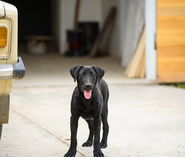 siyah köpek - Fotoğraf, Görsel