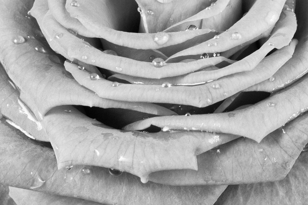 Fehér Rózsa - Fotó, kép
