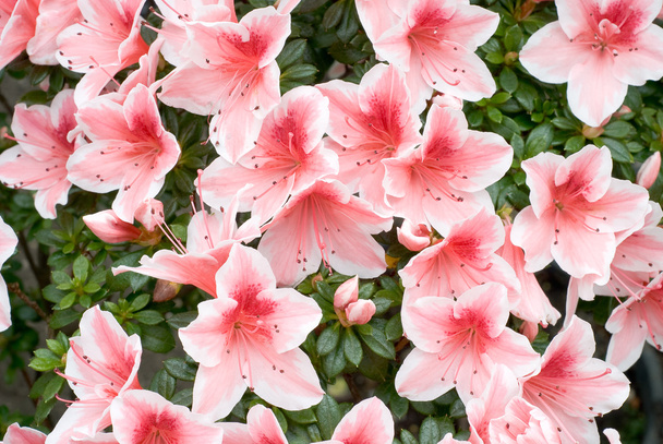 atsalea (Rhododendron simsii 'Mevrouw Gerard Kint'
) - Valokuva, kuva