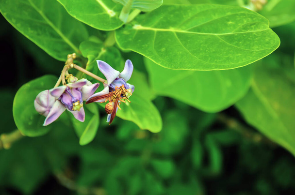Primer plano de un polistes carnifex insectos también conocido como avispa verdugo, es una avispa wespid neotropical con su picadura extremadamente dolorosa y potente sentado en la flor de la corona. - Foto, imagen