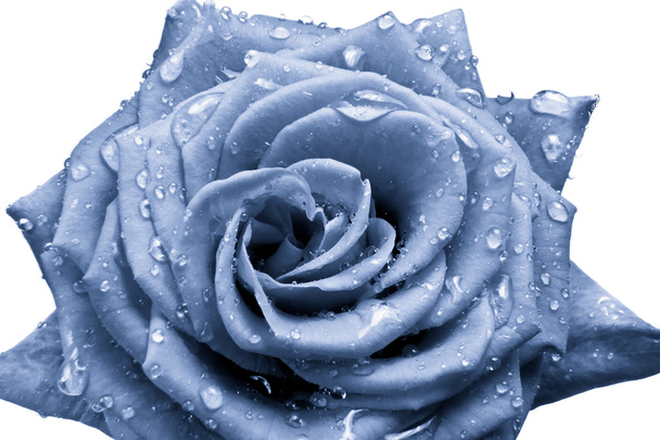 Rosa azul
 - Foto, imagen