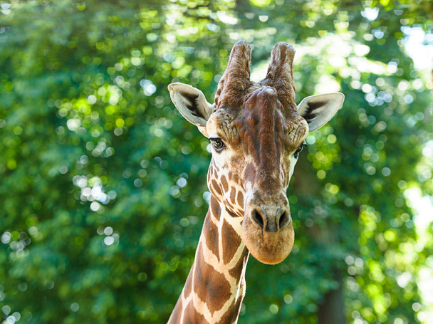 Wild african Giraffe - Valokuva, kuva
