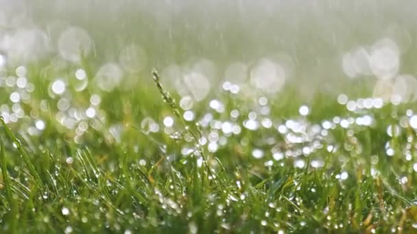 Zbliżenie kropel deszczu spadających latem na zieloną trawę - Materiał filmowy, wideo