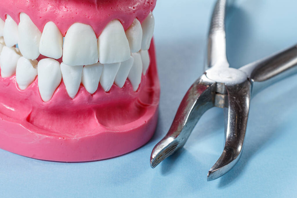 Layout of the human jaw and a stainless steel dental tongs on the blue background. - Photo, Image