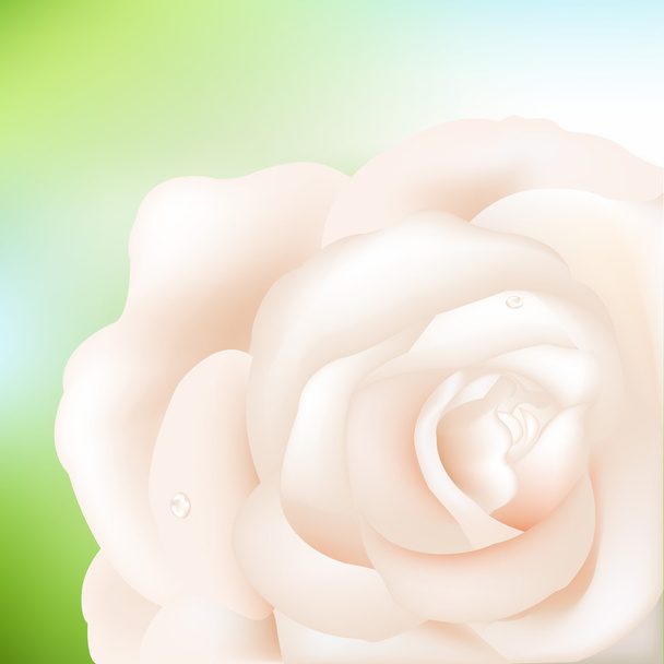 Rose crème
 - Vecteur, image