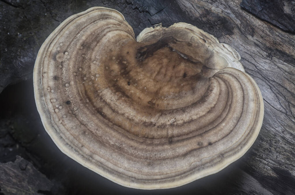 lähikuva trametes kiinnike sieni - Valokuva, kuva