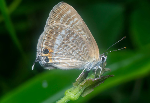 primer plano con la mariposa chilades lycaenidae - Foto, Imagen