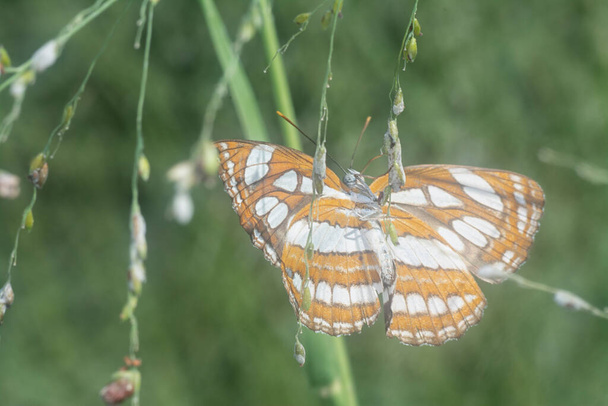 mariposa marinero común colgando en la ramita de hierba - Foto, imagen