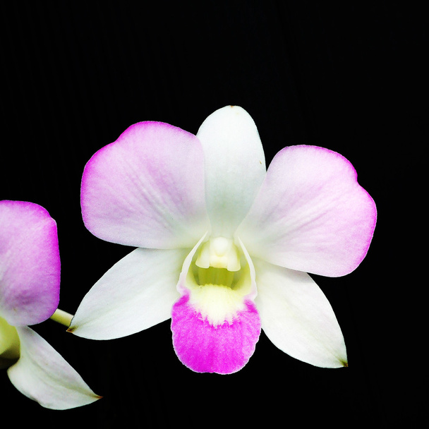 Орхидеи Таиланда
 - Фото, изображение