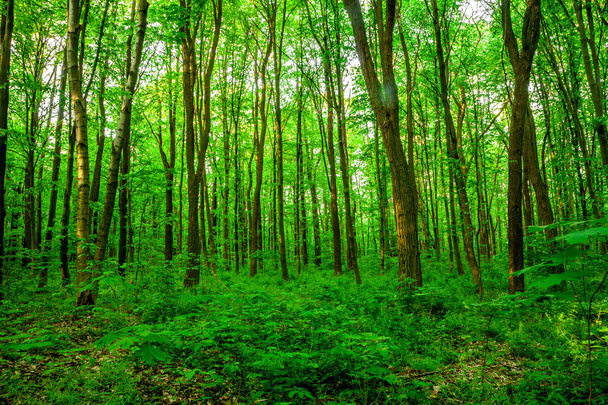 Orman ağaçları. - Fotoğraf, Görsel