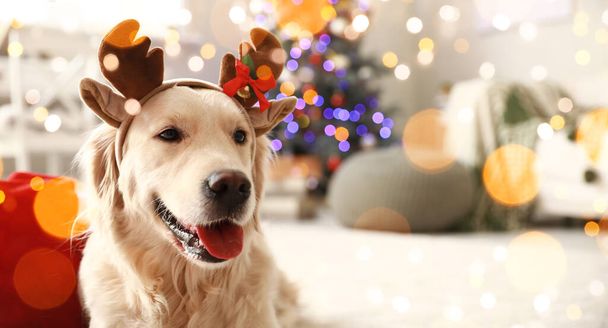 Cute dog with deer horns in room decorated for Christmas - Foto, Bild