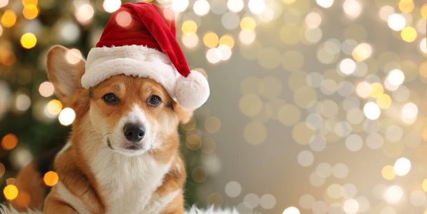 Cute dog in Santa hat at home on Christmas eve - Foto, imagen
