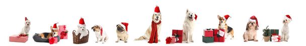 Beyaz arka planda Noel Baba şapkalı ve hediyeli şirin köpekler. - Fotoğraf, Görsel