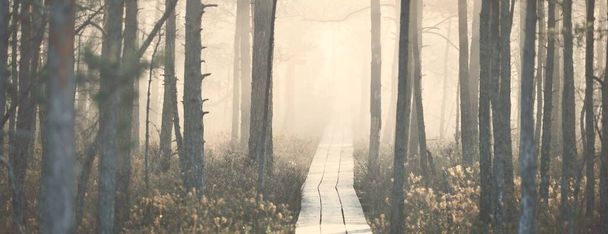 V husté záhadné mlze za úsvitu protékala po jehličnatém lese dřevěná stezka. Cenas Tirelis, Lotyšsko. Sluneční světlo skrz staré kmeny stromů. Idylická podzimní krajina. Přírodní tunel, pohádková scéna - Fotografie, Obrázek
