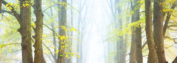 Низкий угол обзора могучих золотых лип в густом утреннем тумане. Аллея в городском парке. Естественный туннель Загадочный осенний пейзаж. Природа, сезон - Фото, изображение