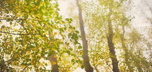 Alacsony látószögű kilátás a hatalmas arany hárs fák egy sűrű reggeli köd. Egy sikátor a városi parkban. Természetes alagút. Rejtélyes őszi táj. Természet, évszakok - Fotó, kép