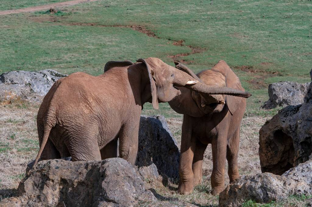 Filgiller (Fil) - Filler veya filler Proboscidea familyasından bir memeli familyasıdır.. - Fotoğraf, Görsel
