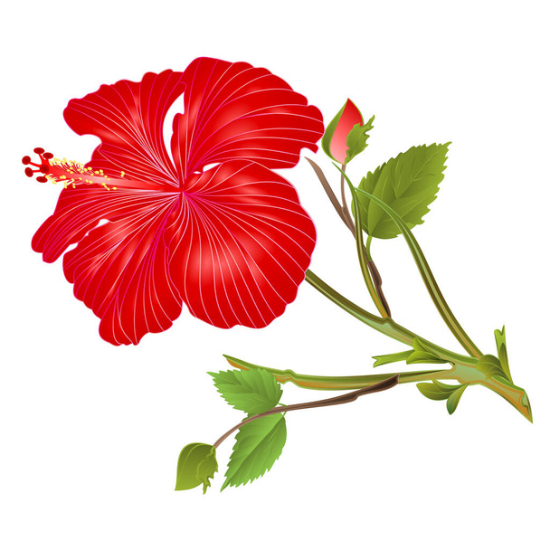 熱帯植物赤ハイビスカスの花茎の上に白い背景水彩ヴィンテージベクトルイラスト編集可能な手描き - ベクター画像