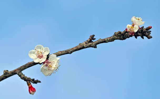 Flowers of apricot tree (Prunus armeniaca), Greece - Photo, Image
