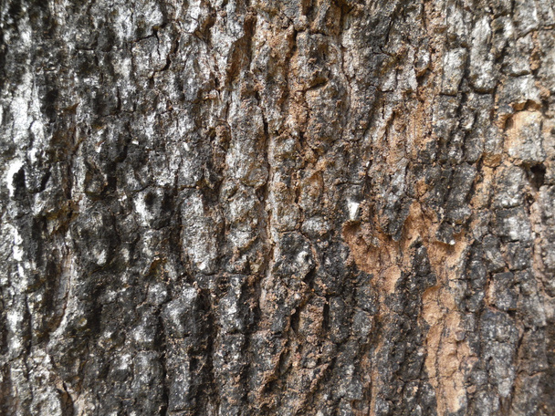 Old Wood Tree Texture Background Pattern - Valokuva, kuva