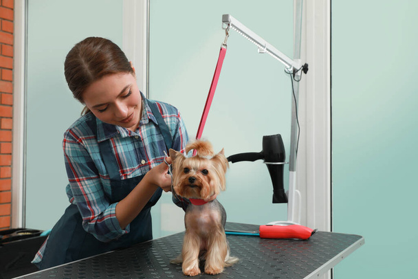 ペット美容室でかわいい犬にスタイリッシュなヘアカットを与えるプロのグルーマー - 写真・画像