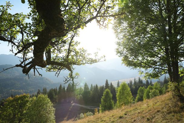 Morning sun shining through tree branches on hill in mountains - Foto, afbeelding
