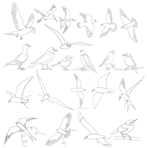 birds fly one line drawing set on white background, vector - Vector, Image