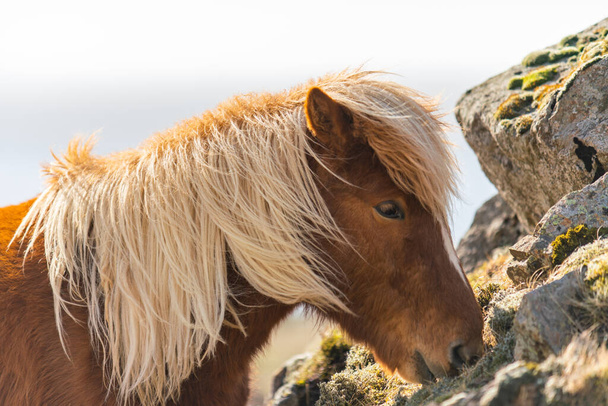 アイスランドの馬。アイスランドの馬はアイスランドで作られた馬の品種です。 - 写真・画像