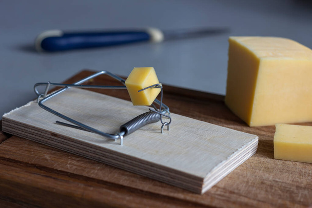 A mousetrap with a piece of cheese in the form of bait. Free cheese as a catch, followed by a hidden trap and payback. - Photo, Image