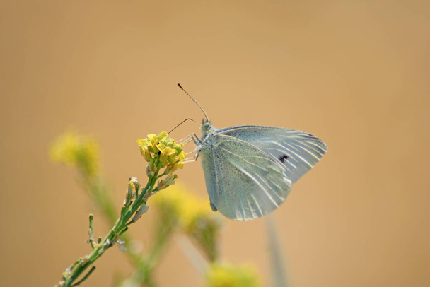 Close-up of a butterfly on a flower - Photo, Image