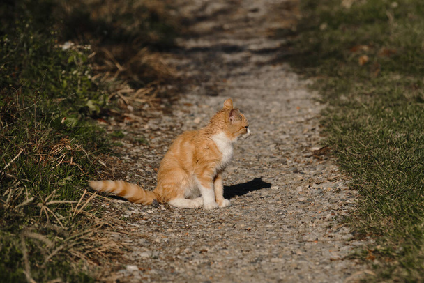 rue sans abri chaton rouge rayé avec poitrine blanche. Un chat solitaire dehors. Assis sur la route de campagne et regardant loin, vue sur le profil. Il y a de l'herbe tout autour. - Photo, image
