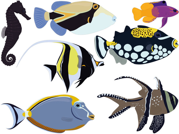 Aquarium tropical fish types seahorse, moorish idol, gramma collection vector illustration - Διάνυσμα, εικόνα