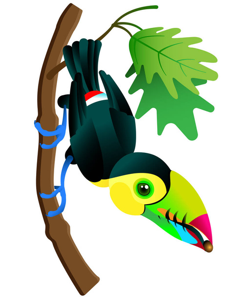 Un curioso tucán se sienta en una rama y sostiene una nuez en su pico. Fauna tropical del sur de México, Venezuela y Colombia. Un tucán con pico de quilla. Ramphastos sulfuratu. Ilustración vectorial. Estilo de dibujos animados. - Vector, Imagen