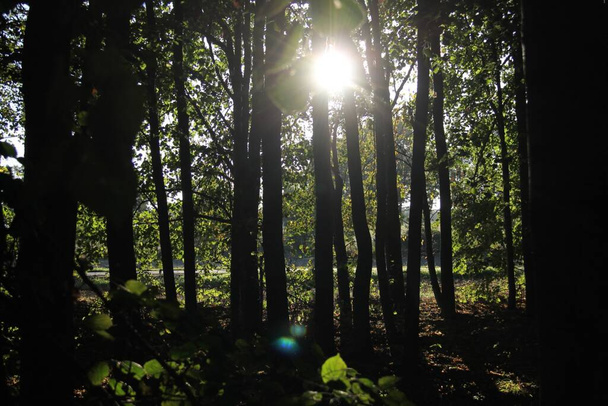 Slunce svítí mezi stromy - Fotografie, Obrázek