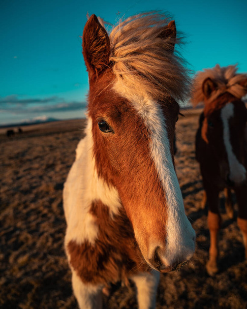 A white and brown Icelandic horse in a field - Photo, Image