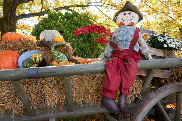 A doll with pumpkins and flowers in an autumn setting outdoors - Foto, afbeelding