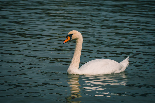 A beautiful shot of a lonely swan in a lake. - Fotoğraf, Görsel