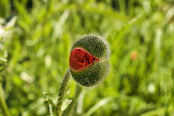 A closeup of a poppy bud. Selected focus. - Foto, Imagen