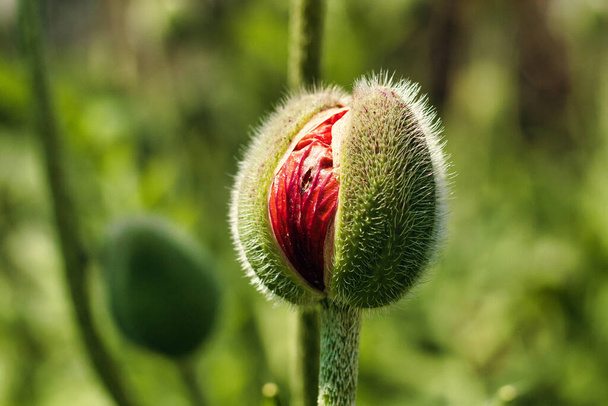 A closeup of a poppy bud. Selected focus. - Foto, Bild