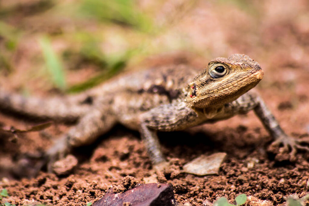A closeup of a Monito gecko lizard in the wilderness - Foto, immagini