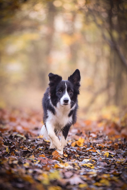 Border collie is going on the road in forest. Autumn photoshooting in park. - Фото, изображение