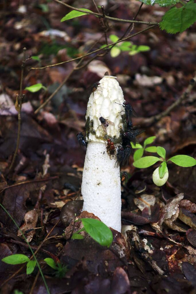 Common stinkhorn with flies in the autumn forest - Photo, Image