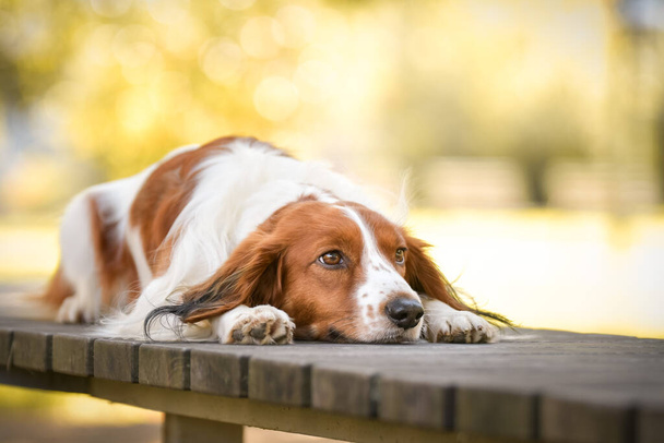 kooikerhondje is lying on the bench. He is so cute dog. - Zdjęcie, obraz