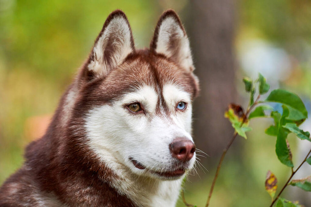 Purebred Siberian Husky dog in nature, blurred green natural background. Friendly Siberian Husky portrait with brown and white fur, brown and blue eyes. Beautiful wild Alaskan sled dog - Photo, Image