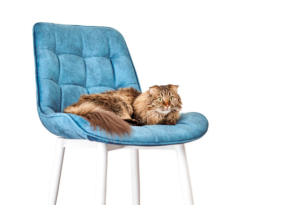 Melko utelias pitkäkarvainen Highland Scottish Fold kissa makaa turkoosi sametti tuoli eristetty valkoisella pohjalla. Hauska ihana Highland Taita naaras kissa hauska korvat, vihreä-keltaiset silmät ja pörröinen turkis - Valokuva, kuva