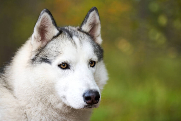 Siperian Husky muotokuva lähikuva, Siperian Husky kasvot valkoinen ja musta takki väri ja ruskeat silmät, kelkka koirarotu. Husky koira kuono muotokuva ulkona suunnittelu, hämärtynyt vihreä metsä tausta - Valokuva, kuva